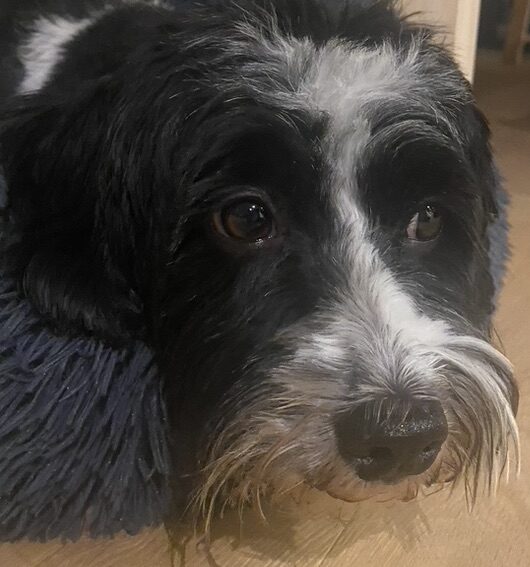 Wenn der eigene Hund krank ist – Zwischen Sorge und Fachwissen