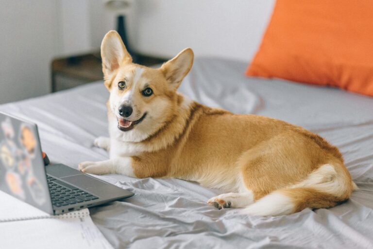 Bedarfsgerechtes Hundefutter – was bedeutet das eigentlich?