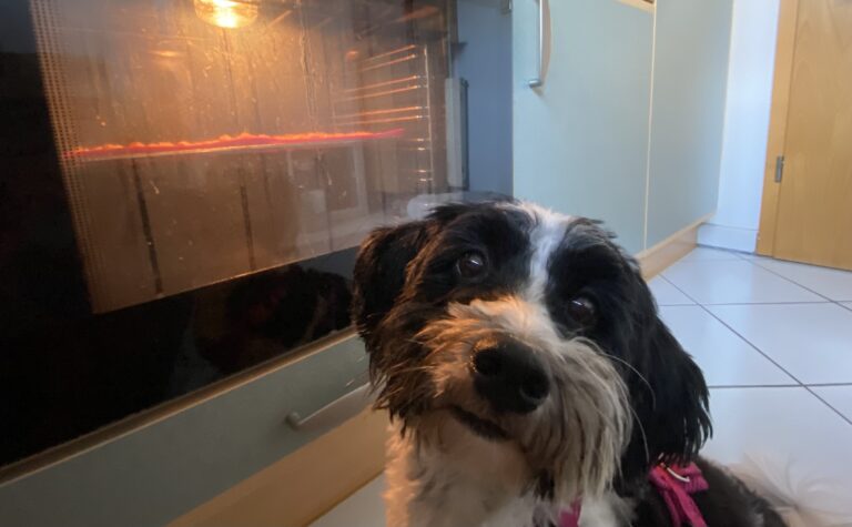 Finjas Tagebuch – Backspaß mit Hund