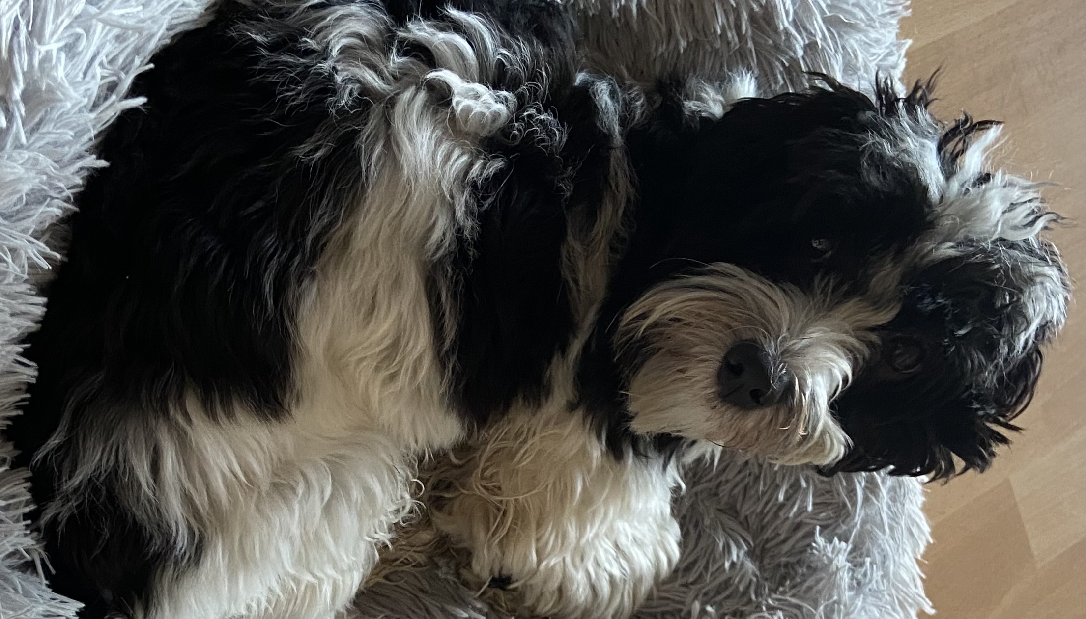 Schonkost & selbstgemachte Hundekekse