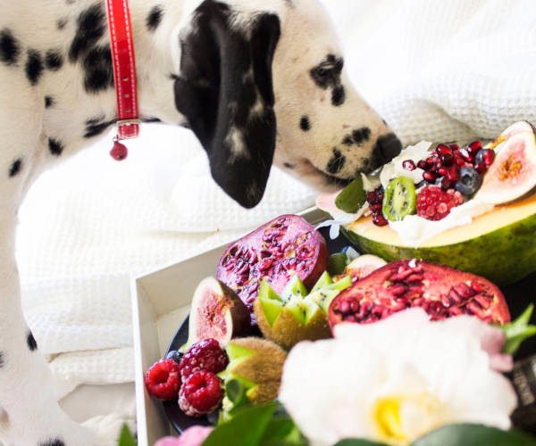Hundeernährung, Tierheilpraxis Rebecca Bloch