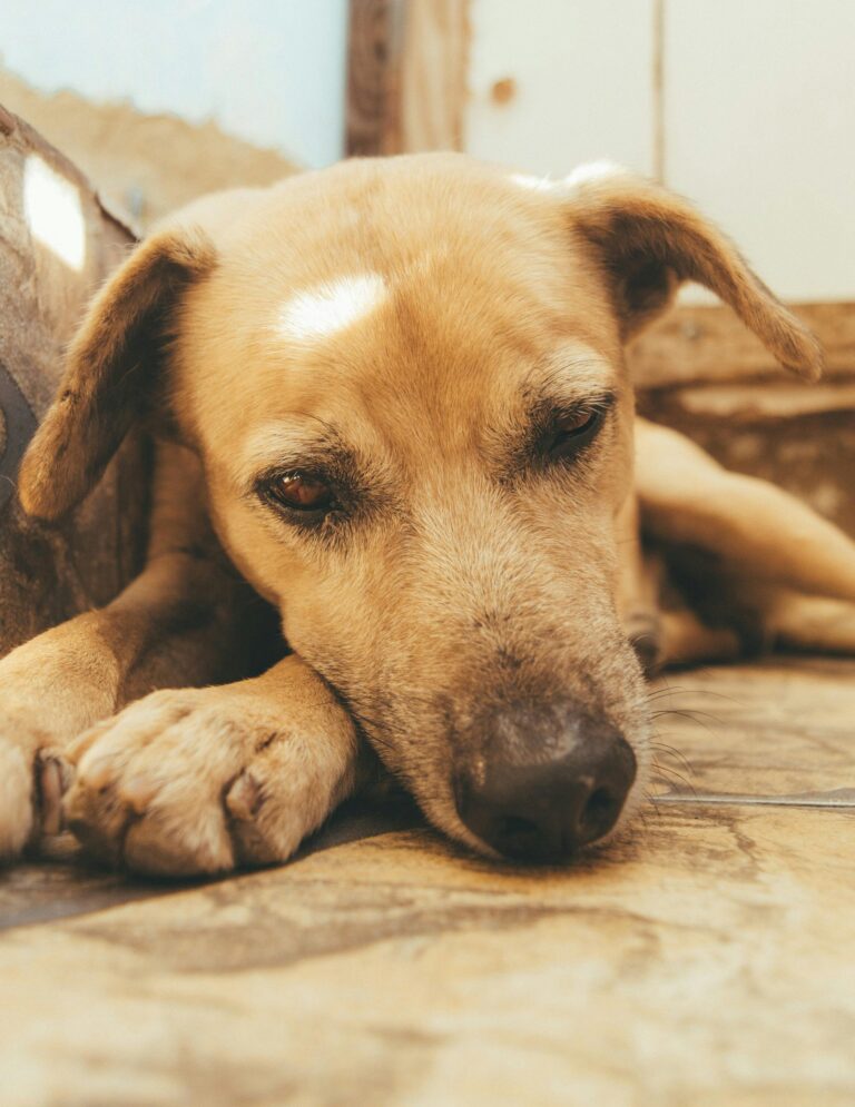 Durchfall beim Hund – wenn’s im Bäuchlein zwickt und zwackt