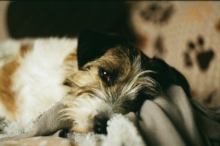 Schonkost – wann sie hilft & wann nicht